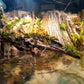 Riverbank