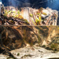 Riverbank