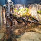 Riverbank