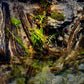 Riverbank